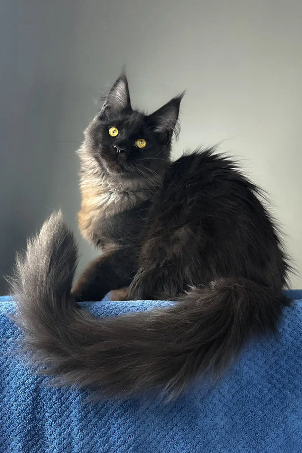 Johnatan | maine coon kitten