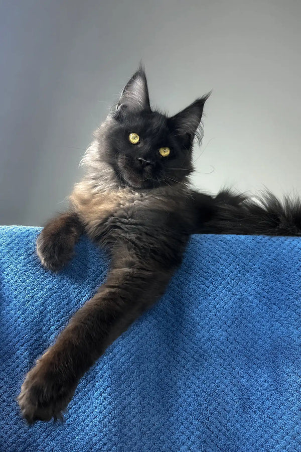 Johnatan | maine coon kitten