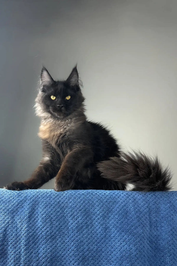 Johnatan | maine coon kitten