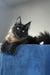 Johnatan | maine coon kitten
