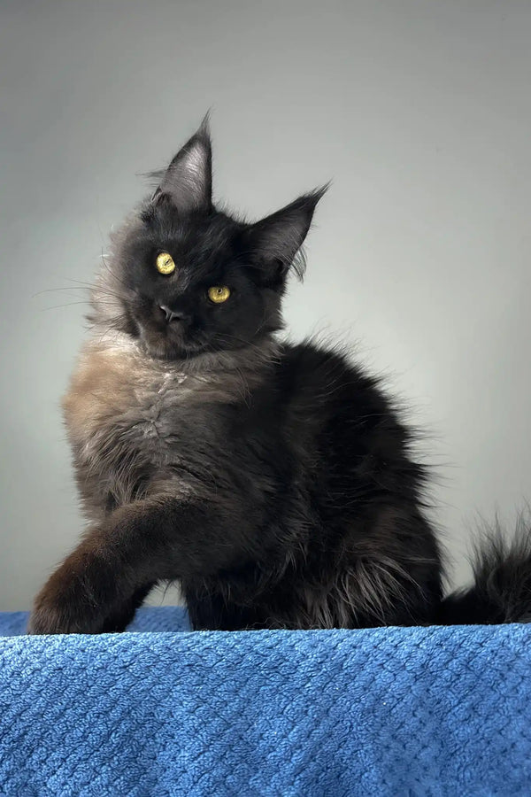 Johnatan | maine coon kitten