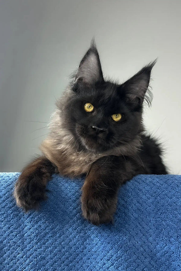 Johnatan | maine coon kitten