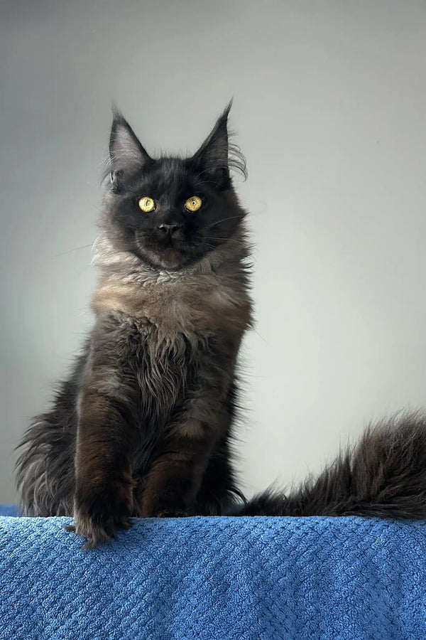 Johnatan | maine coon kitten