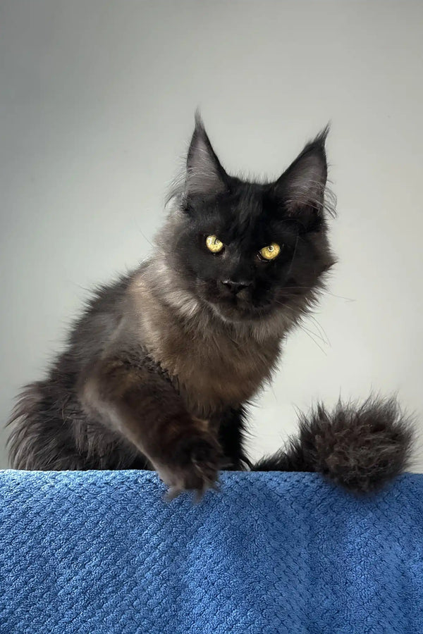 Johnatan | maine coon kitten