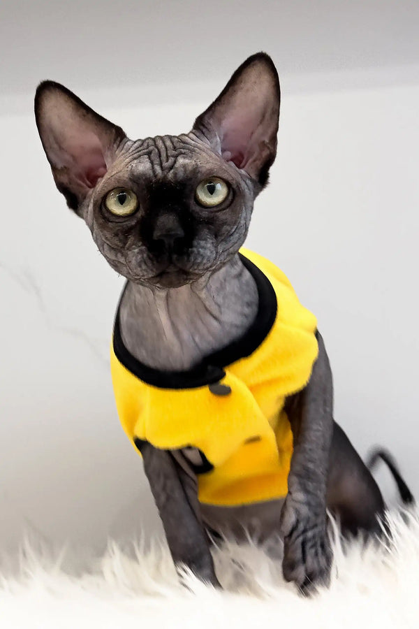 Hairless Canadian Sphynx kitten named Joker rocking a cute yellow shirt