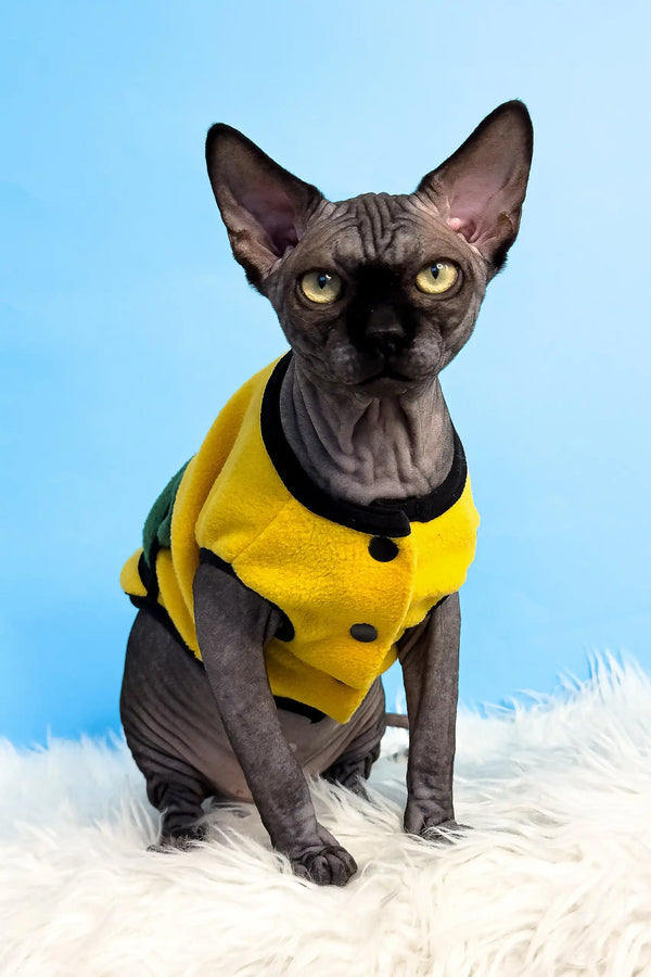 Hairless Canadian Sphynx kitten named Joker rocking a vibrant yellow and green jacket