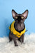 Hairless Canadian Sphynx kitten Joker in a cute yellow and green jacket