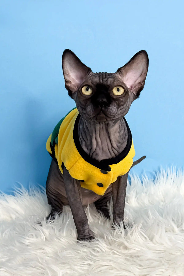 Hairless Canadian Sphynx kitten Joker in a cute yellow and green jacket