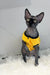 Hairless cat in a yellow jacket, the cute Joker Canadian Sphynx Kitten