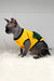 Hairless cat in a cute yellow and green turtle costume named Joker the Canadian Sphynx Kitten