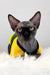 Sphynx kitten named Joker rocking a yellow and green shirt, ready to steal hearts