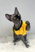 Hairless Canadian Sphynx kitten Joker rocking a cute yellow shirt