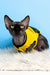 Hairless Canadian Sphynx kitten named Joker in a cute yellow and green shirt