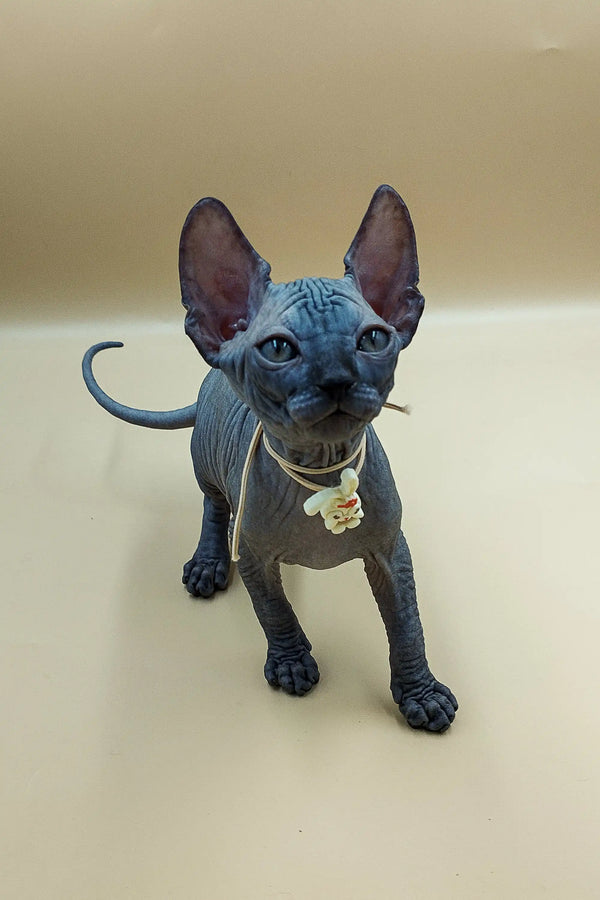 Cute Jolly Sphynx kitten with big ears and blue-gray skin wearing a collar
