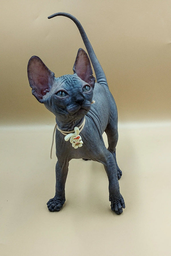 Cute Jolly Sphynx kitten with big ears and curled tail wearing a collar