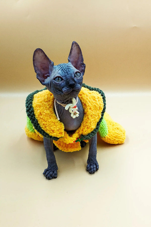 Hairless Sphynx kitten in a cozy yellow and green sweater, named Jolly Sphynx