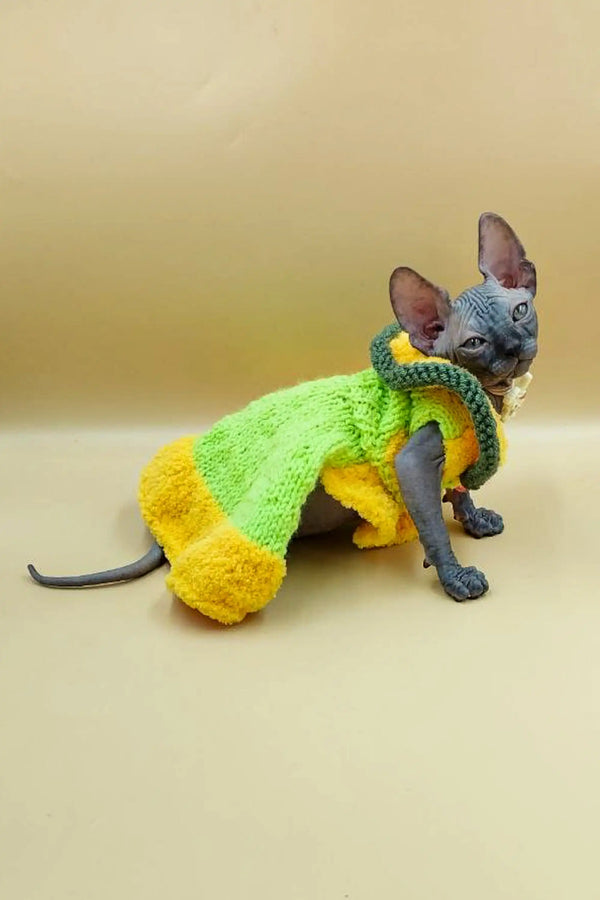 Cute Jolly Sphynx Kitten in a cozy knitted green and yellow outfit