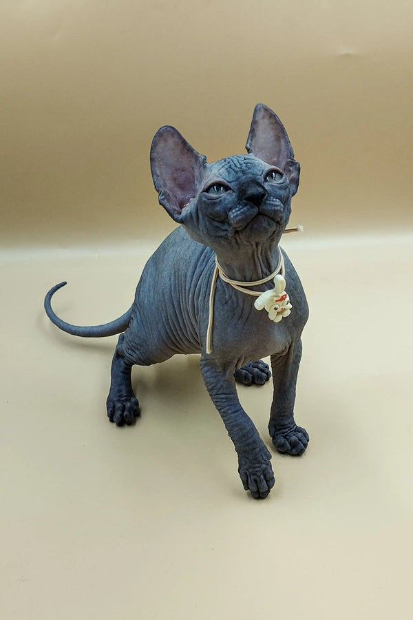 Adorable Jolly Sphynx Kitten with wrinkled gray skin and big ears in a stylish collar