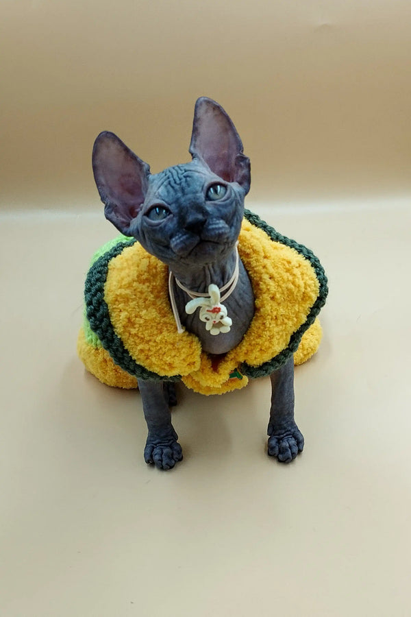 Hairless Jolly Sphynx Kitten in a cozy yellow and green sweater with a bell collar
