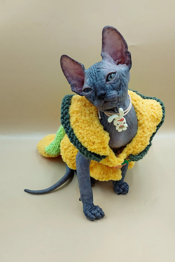 Hairless Jolly Sphynx Kitten rocking a fun taco costume in yellow and green