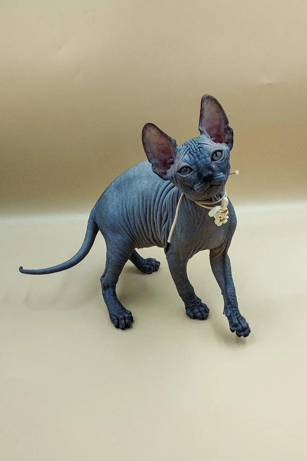 Hairless Sphynx kitten with blue-gray skin showcasing Jolly Sphynx vibe