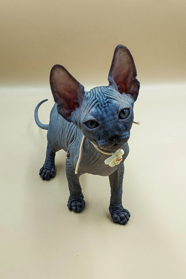 Hairless Sphynx kitten in a cute vest showcasing the Jolly Sphynx collection