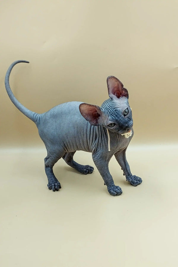 Jolly Sphynx Kitten with wrinkled skin and big ears, perfect for cat lovers!