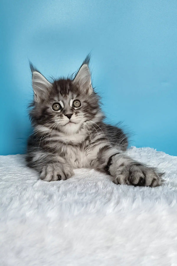 Joly | polydactyl maine coon kitten
