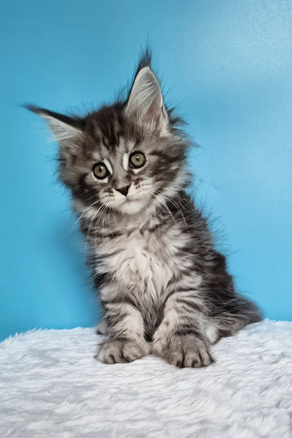 Joly | polydactyl maine coon kitten