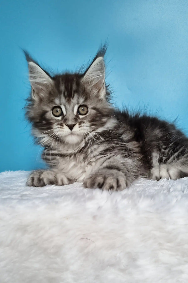 Joly | polydactyl maine coon kitten