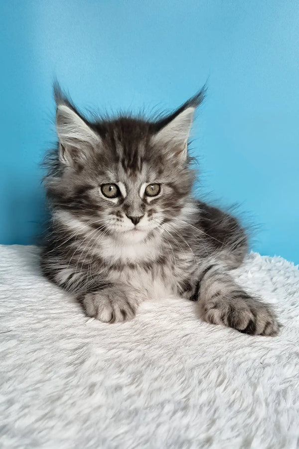 Joly | polydactyl maine coon kitten