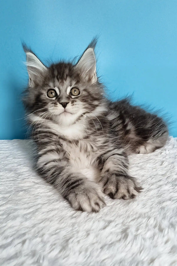 Joly | polydactyl maine coon kitten