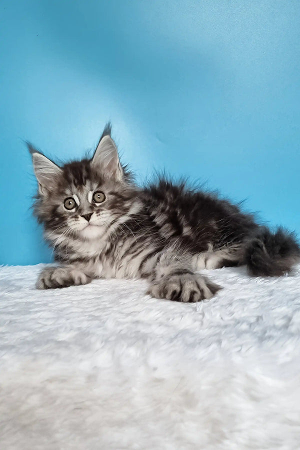 Joly | polydactyl maine coon kitten