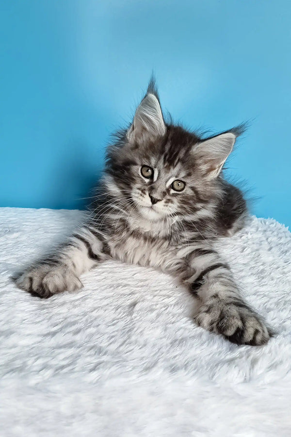 Joly | polydactyl maine coon kitten