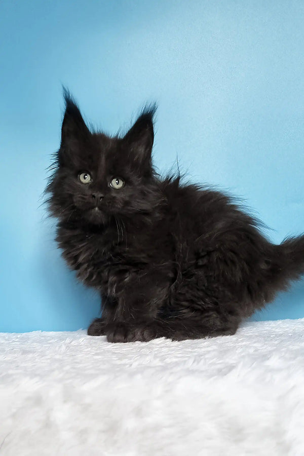 Joni | polydactyl maine coon kitten