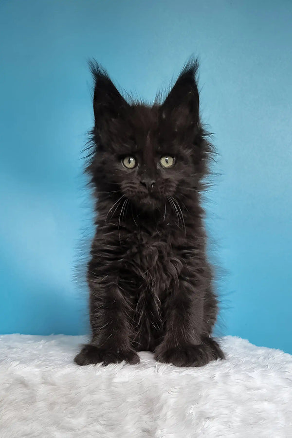Joni | polydactyl maine coon kitten
