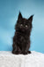 Joni | polydactyl maine coon kitten