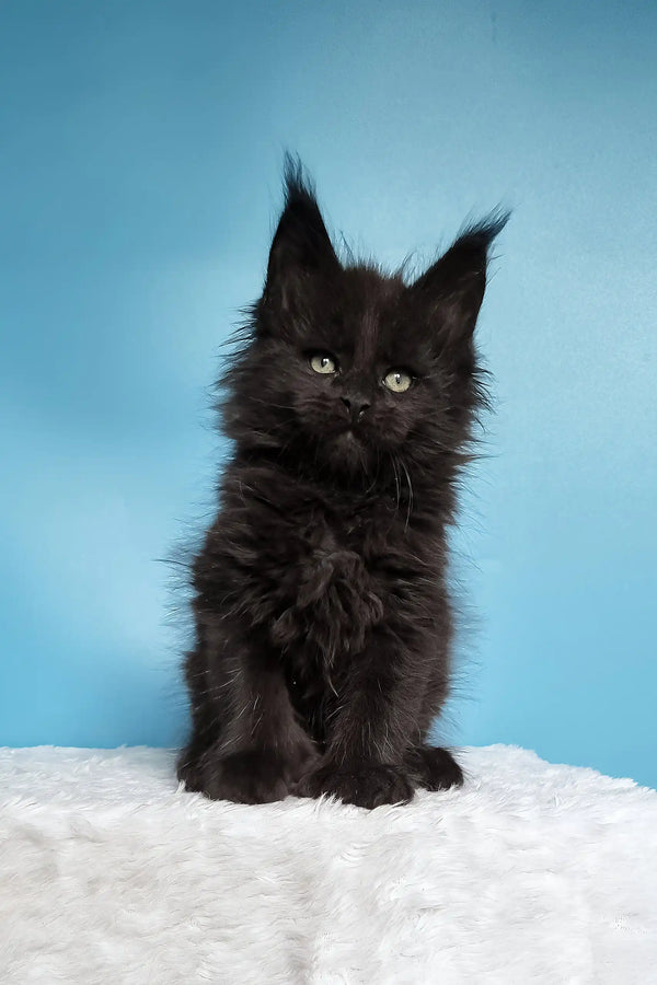 Joni | polydactyl maine coon kitten