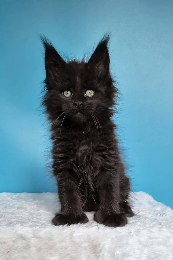 Joni | polydactyl maine coon kitten