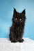 Joni | polydactyl maine coon kitten