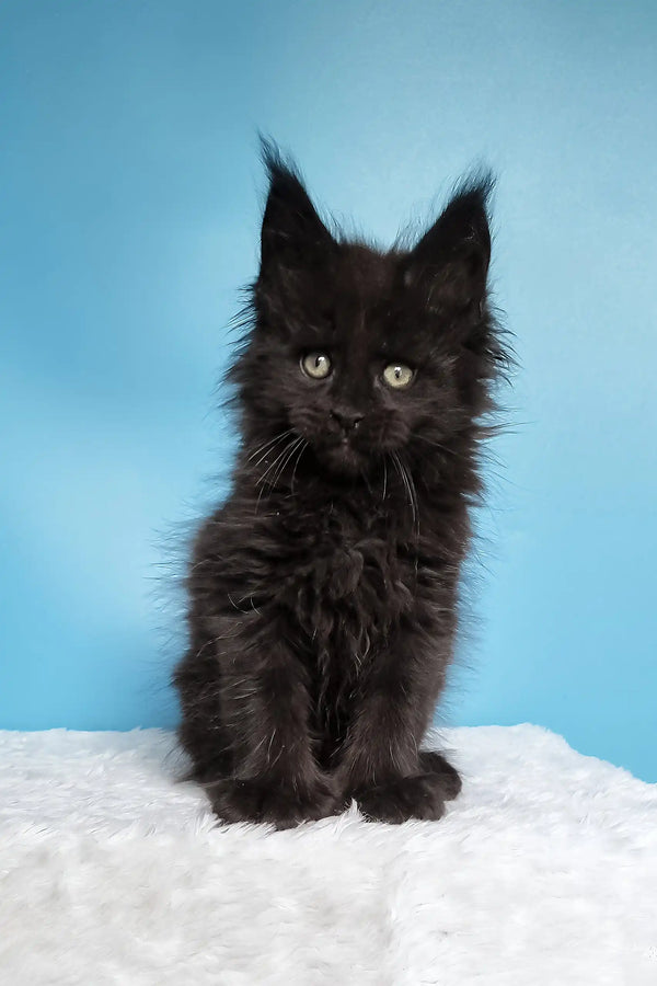 Joni | polydactyl maine coon kitten