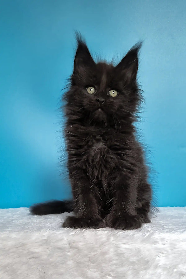 Joni | polydactyl maine coon kitten