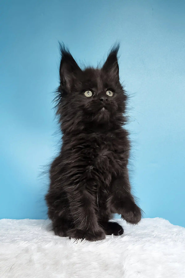 Joni | polydactyl maine coon kitten