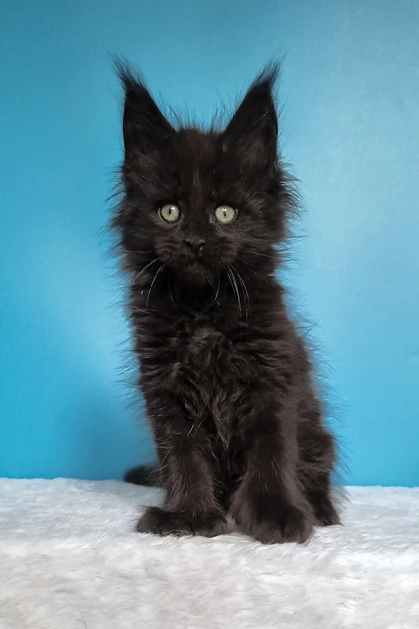 Joni | polydactyl maine coon kitten