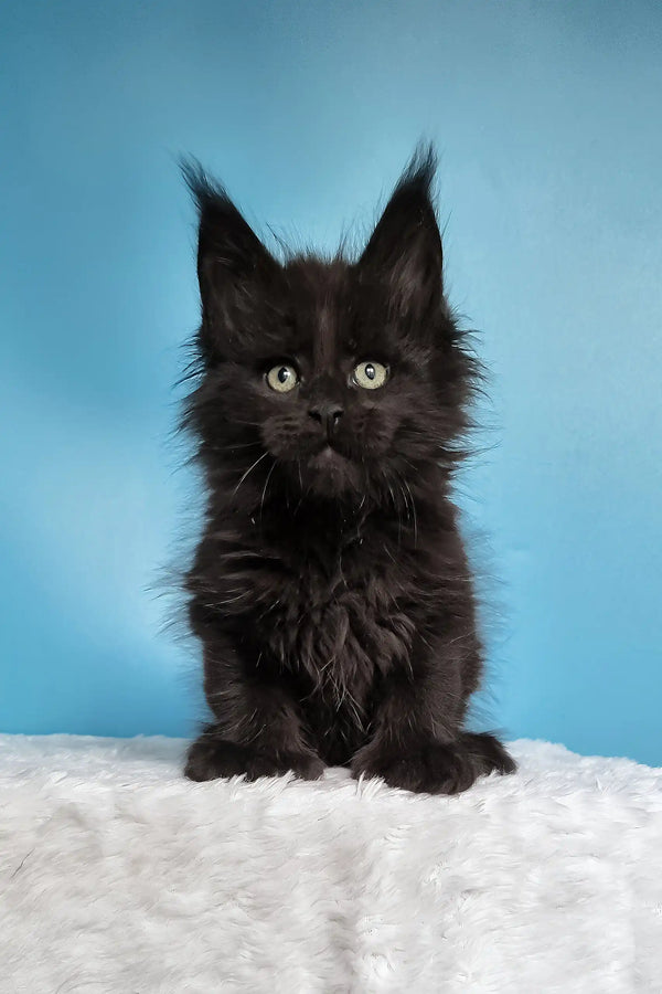 Joni | polydactyl maine coon kitten