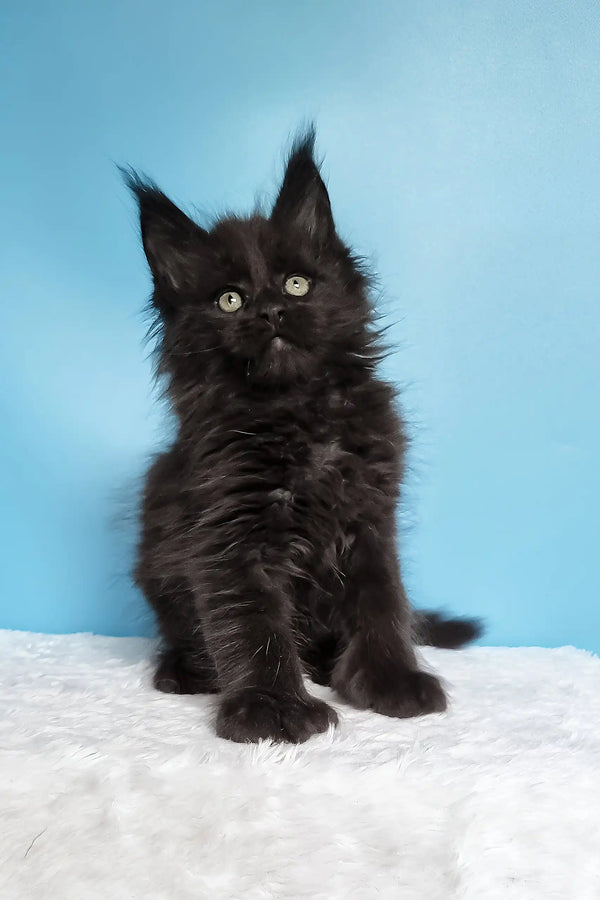 Joni | polydactyl maine coon kitten