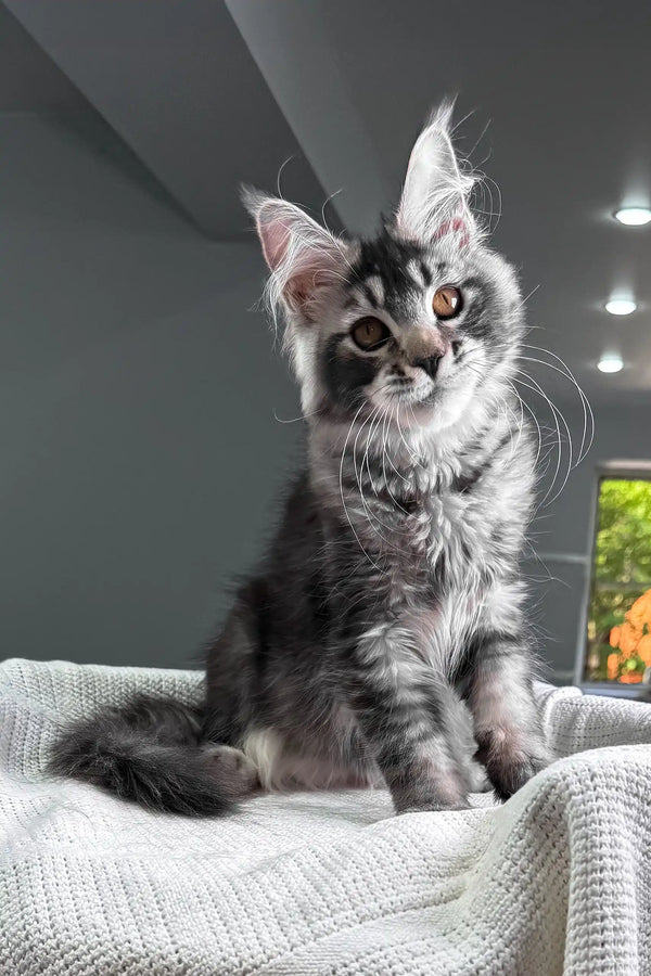 Jonny | maine coon kitten