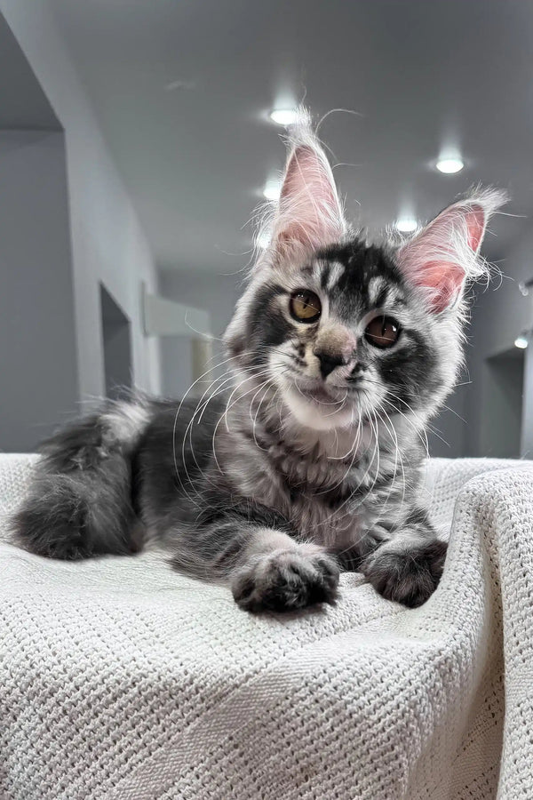 Jonny | maine coon kitten