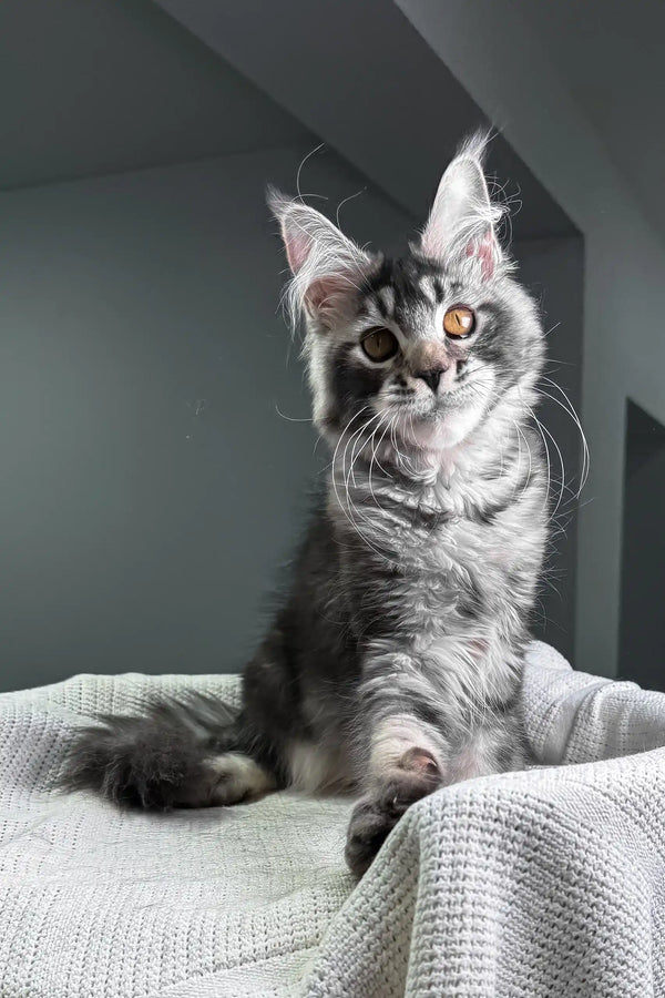 Jonny | maine coon kitten