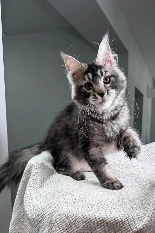 Jonny | maine coon kitten